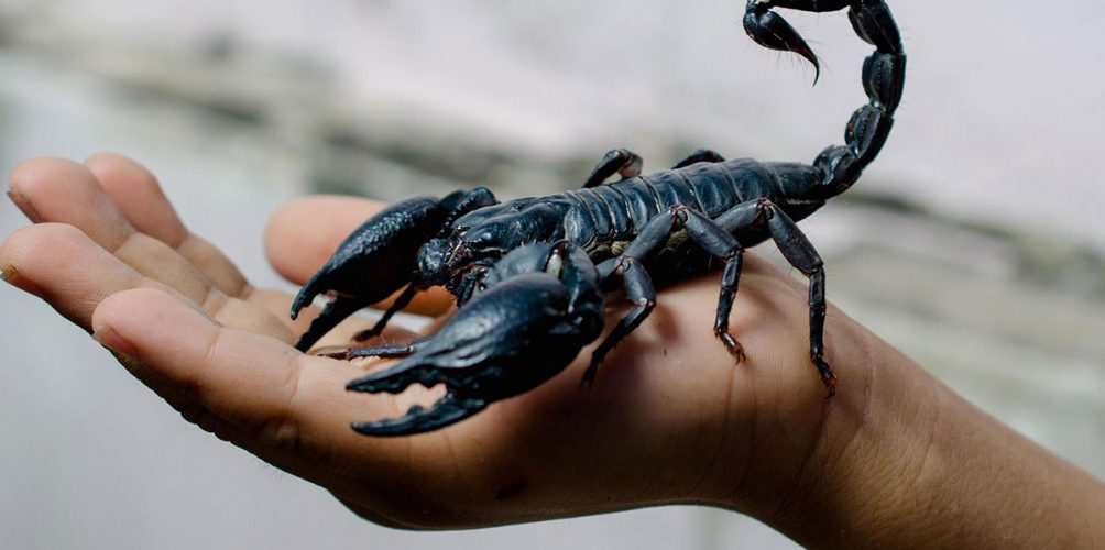 هاشنو ديرو باش تحميوا نفسكم من لسعات العقارب في فصل الصيف