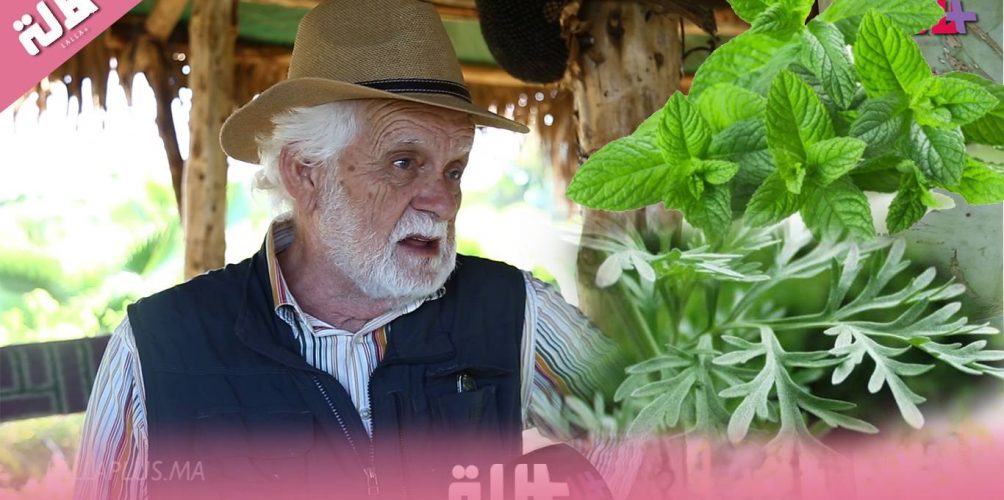الدكتور حكام التازي: « النعناع مزيان حتى لفصل الشتاء و ماتكتروش من الشيبة راها كدوخ »