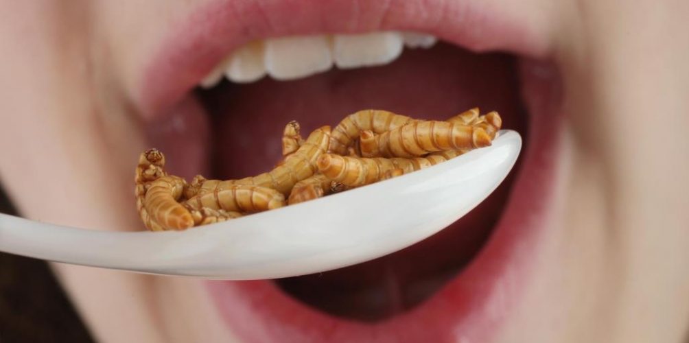 يشبه نكهتها برقائق البطاطس.. عالم أحياء يدعو إلى استبدال البروتين الحيواني بالحشرات
