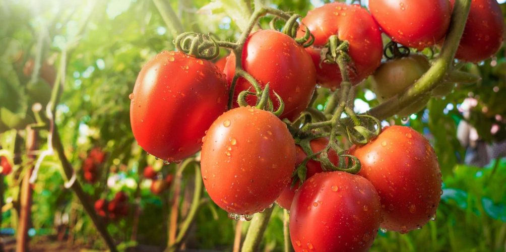 ترفع جودة الحيوانات المنوية.. مادة في الطماطم تساهم في محاربة العقم عند الرجل