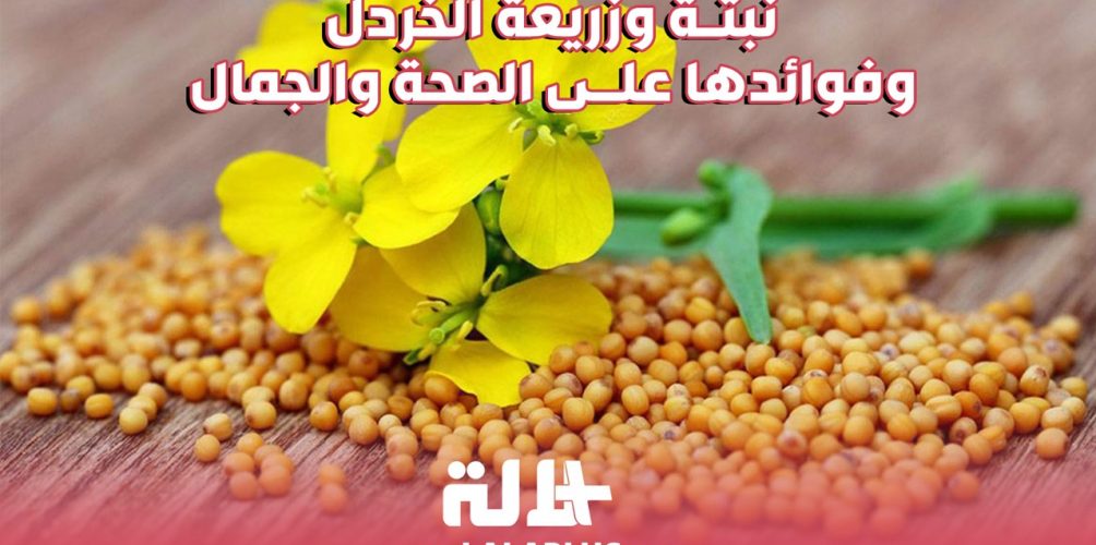 صحية وجمالية.. تعرفوا على فوائد نبتة وزريعة الخردل (فيديو)