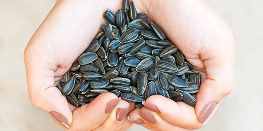 يحمي خلايا الجسم من الشيخوخة.. اختصاصية تكشف الفوائد المتعددة لعباد الشمس