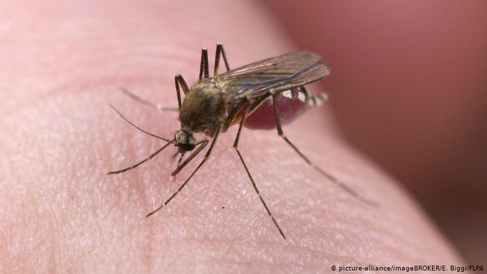 معهد الصحة الوطني الإيطالي: البعوض غير قادر على نقل كورونا إلى البشر