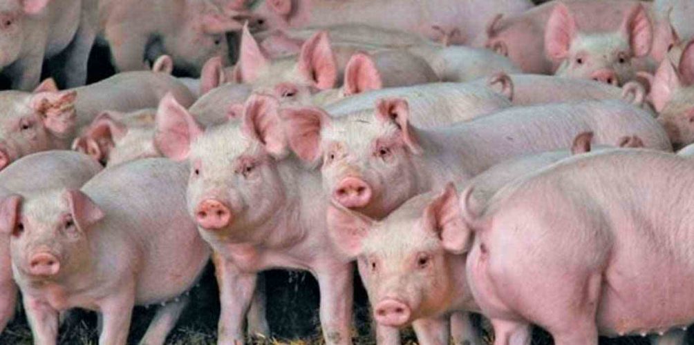 ينذر بحدوث جائحة عالمية.. اكتشاف فيروس جديد في الصين