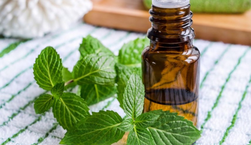 لتنعيم الشعر وتكثيفه.. عليك بالنعناع