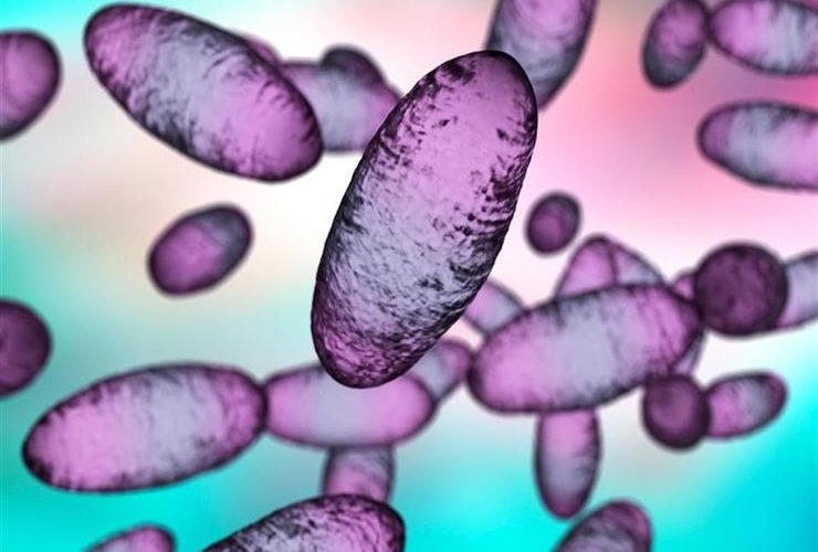 بعد وفاة مراهق بـ »الطاعون الدبلي » في منغوليا.. مخاوف من انتشار العدوى على نطاق واسع