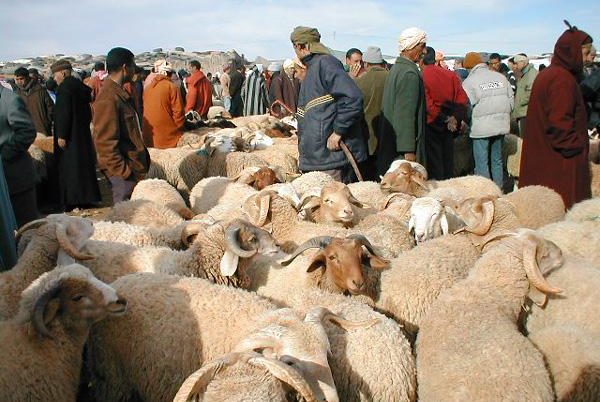 عيد الأضحى في زمن كورونا.. توصيات وزارتي الداخلية والفلاحة
