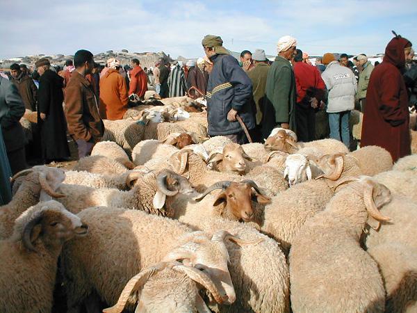 عيد الأضحى في زمن كورونا.. توصيات وزارتي الداخلية والفلاحة