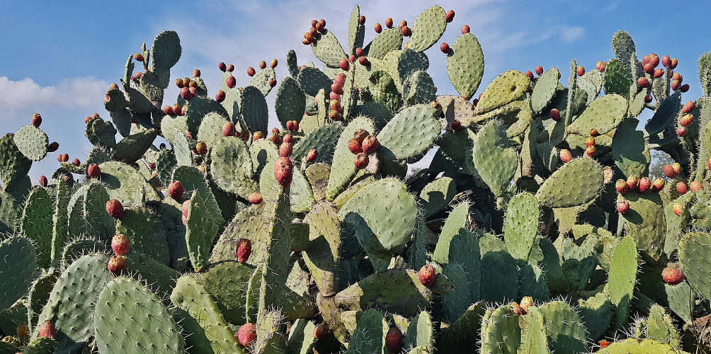 أغلى من الذهب.. زيت مغربي يجتاح أسواق العالم