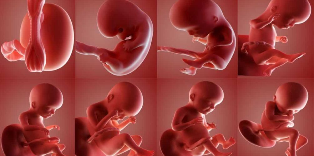 يمكن أن يؤدي نقصه إلى موته.. هذا الفيتامين مهم لصحة الجنين