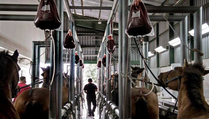 من دم الحصان.. تطوير علاج « غريب » جديد لكورونا