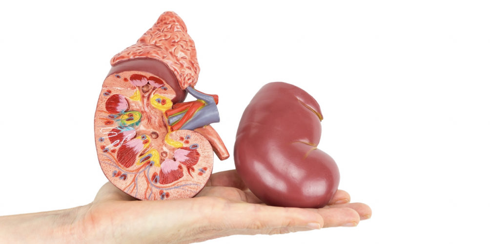 رقم « ضعيف جدا ».. 1100 مغربي فقط سيتبرعون بأعضائهم بعد الوفاة 