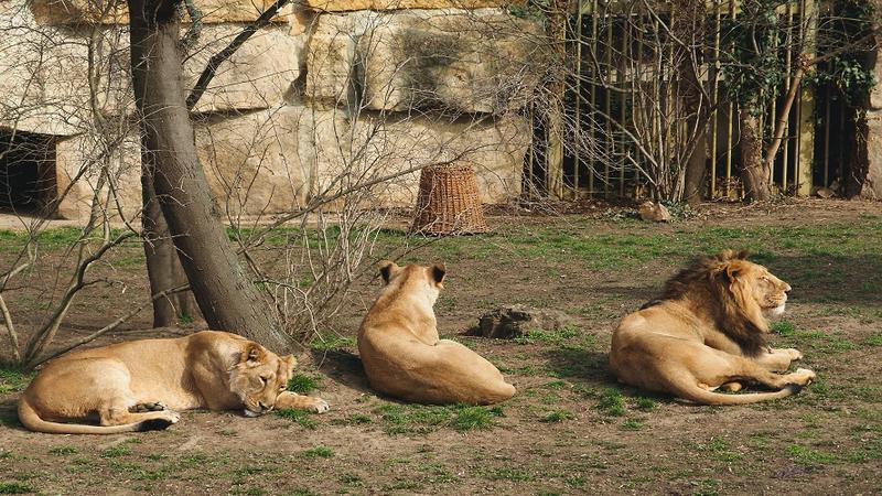 كورونا والحيوانات.. إصابة 4 أسود في حديقة بفيروس كورونا