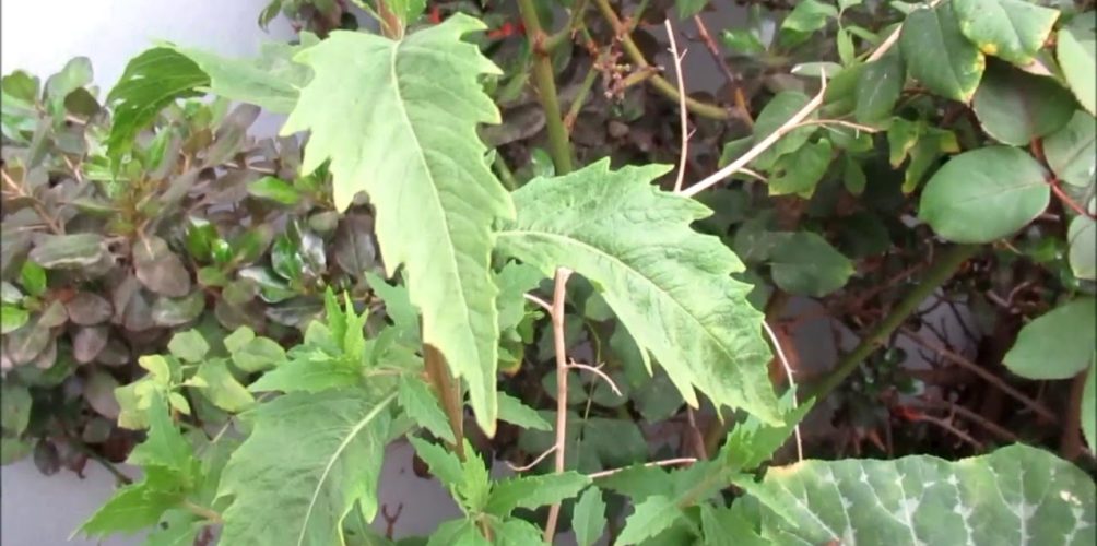 بعد وفاة طفل.. مركز محاربة التسمم يحذر من أخطار استعمال “المخينزة”