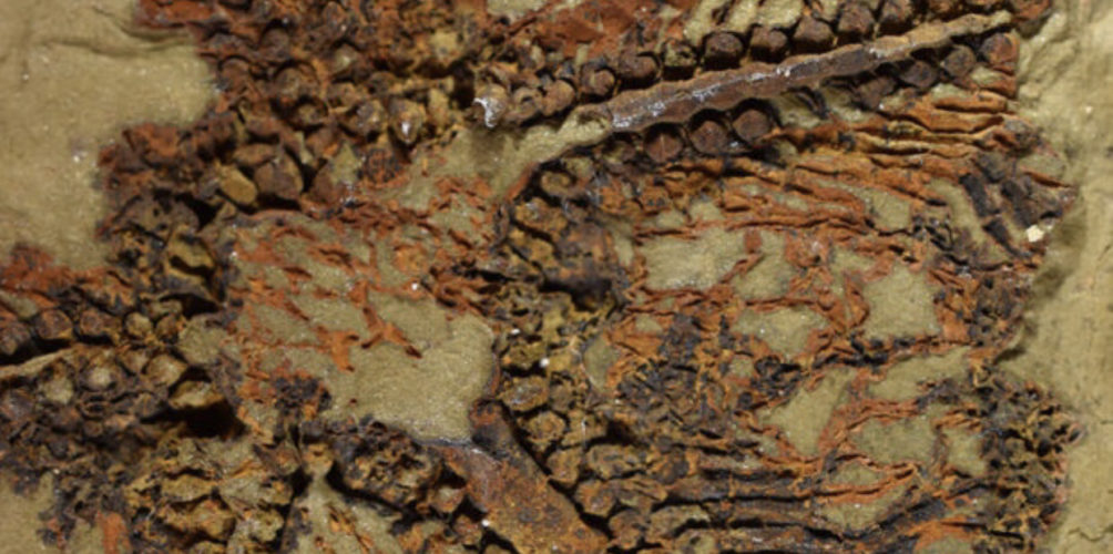 “من المحتمل أن يصبح المغرب أصل البشرية”.. اكتشاف نجم يعود تاريخه إلى 480 مليون سنة