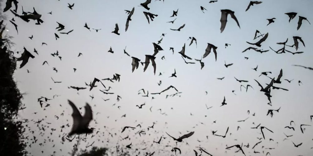 علماء يحذرون: الأمراض الأكثر فتكا المنقولة عبر الحيوانات أصبحت تشكل حاليا خطرا على البشرية!