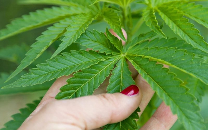 بروفيسور: القنب الهندي مفيد في علاج عدة أمراض والطريقة التي يستخدم بها يمكن أن يكون لها تأثير على آثاره