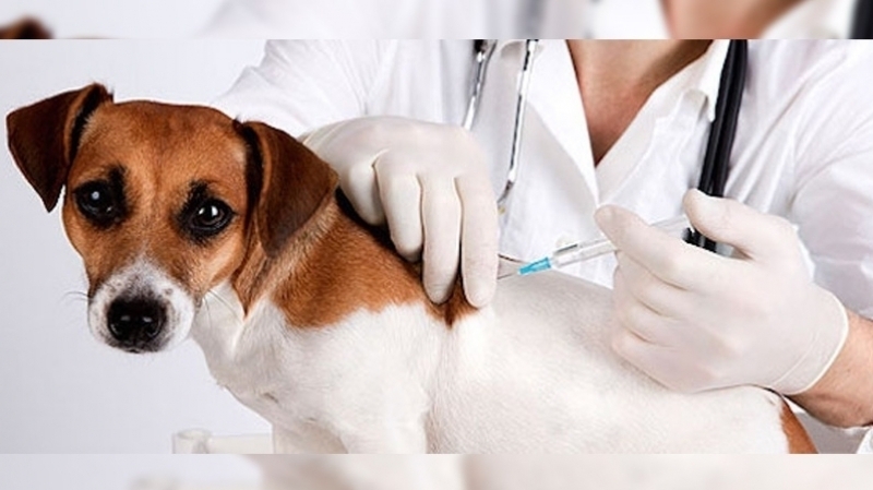 غير ضار ومنشط قوي للمناعة.. تسجيل أول لقاح في العالم لحماية الحيوانات من كورونا