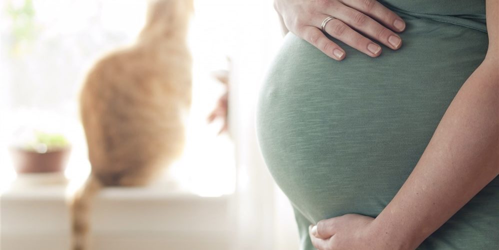 قد تصيبها بداء خطير.. خبراء يحذرون المرأة الحامل من القطط!