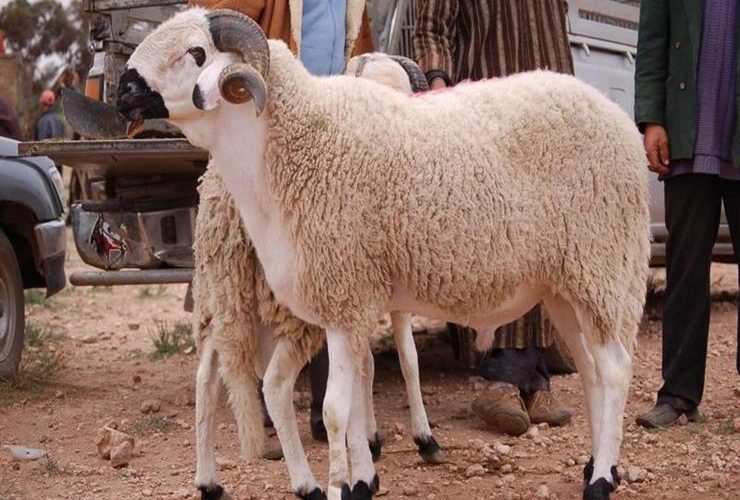 هيأة الأطباء البياطرة: لم تُسجل أية أمراض معدية في الأضاحي… والقطيع بصحة جيدة