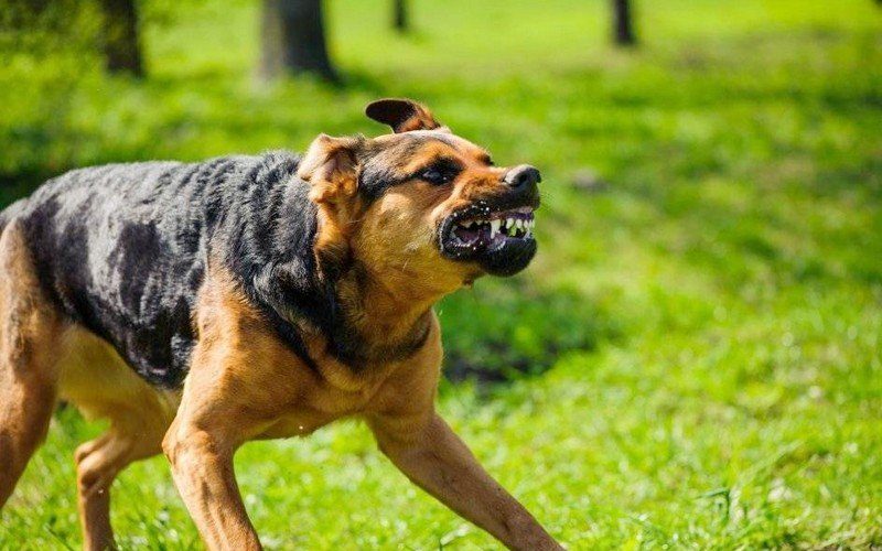 يتسببون في عاهات.. خطر الكلاب الشرسة