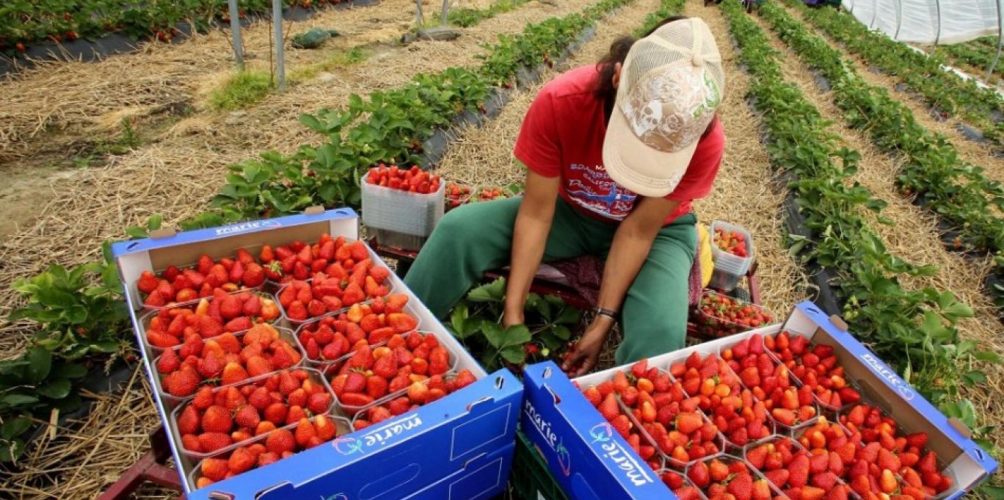 دراسة: 97 ٪؜ من المغربيات العاملات في حقول الفراولة يشعرن بالثقة وبحرية أكثر بعد عودتهن إلى المغرب