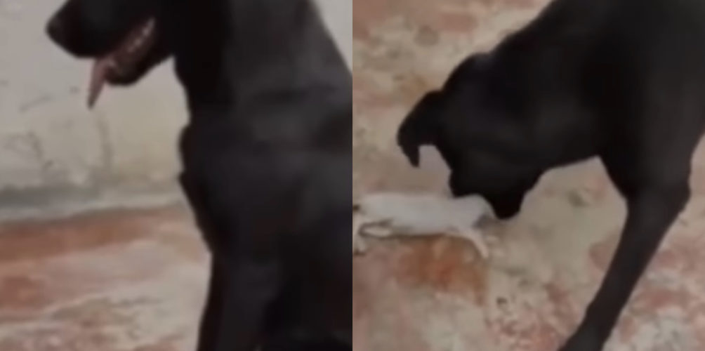 بشاعة ووحشية.. شابة تلتقط قطة وتقدمها لكلبها من أجل افتراسها (فيديو)