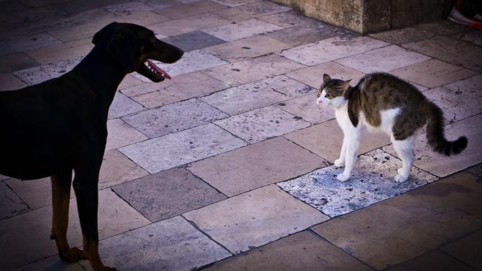 فاس.. تأجيل محاكمة الفتاة التي حرضت كلبتها على قتل قطة