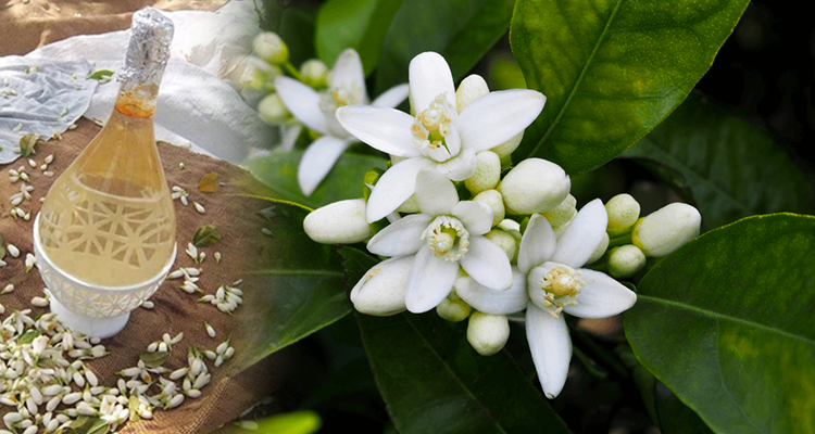 تقطير »الزهر ».. عادة متوارثة يحييها فاعلون جمعويون في بوقنادل