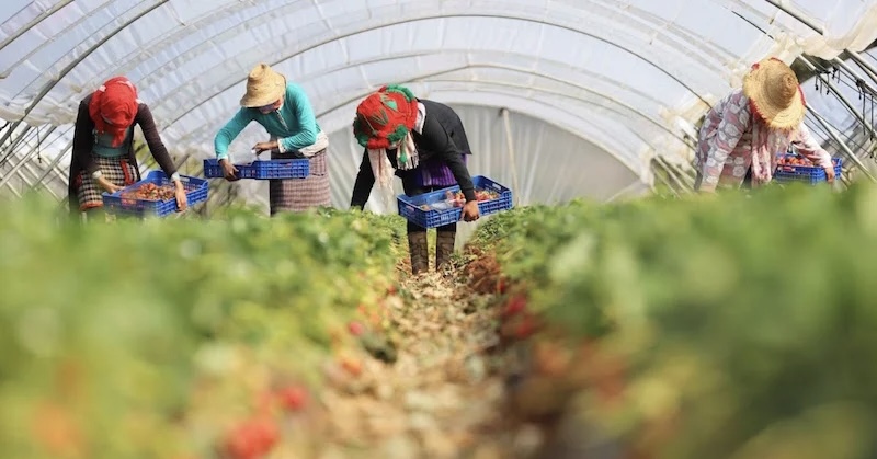 عاملات الفراولة.. إسبانيا ترفع من عدد العقود الموسمية للمغربيات