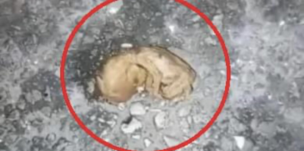 بالصدفة.. العثور على 5 جثث أجنة غير مكتملة النمو فوق سطح عيادة