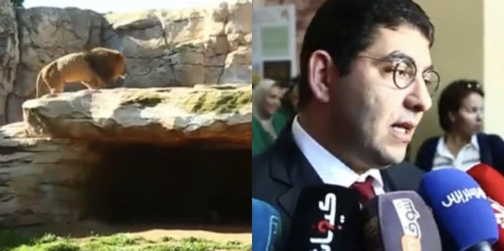 بنسعيد: أسود الأطلس 2 دالمليون سنة وهي فبلادنا… والتاريخ المغربي يُستعمل بطريقة غريبة جدا (فيديو)